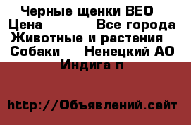 Черные щенки ВЕО › Цена ­ 5 000 - Все города Животные и растения » Собаки   . Ненецкий АО,Индига п.